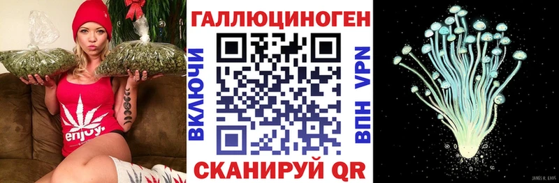 закладки  Тосно  Псилоцибиновые грибы Cubensis 