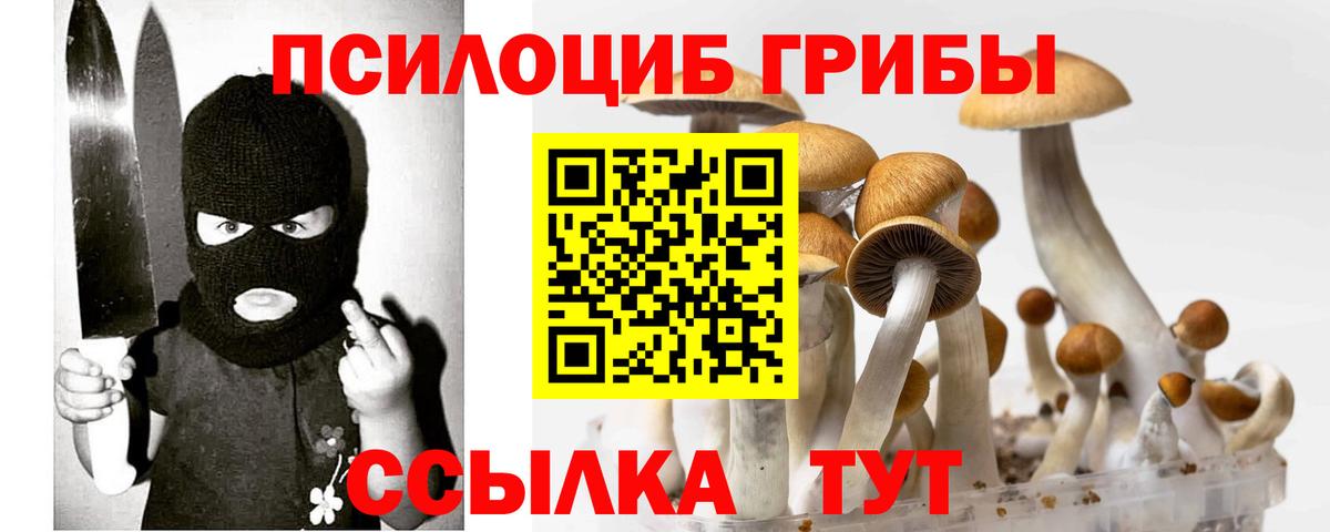 Тосно  Галлюциногенные грибы Cubensis  Вход с VPN 